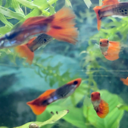 Guppy
